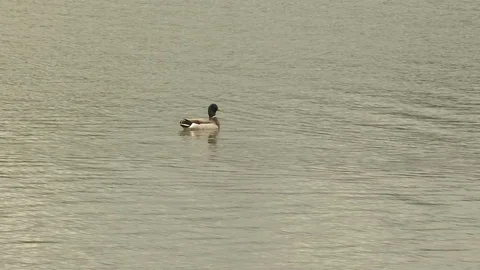 Mallard duck taking off river Stock Footage 84509669