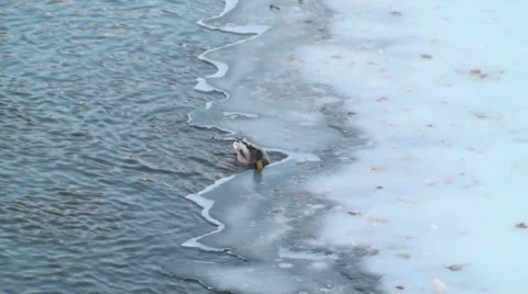 Mallard Duck Trying To Get Under Ice Stock Footage 34972974