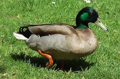 A Mallard Duck (♂) Waddeling on Grassland Stock Photos