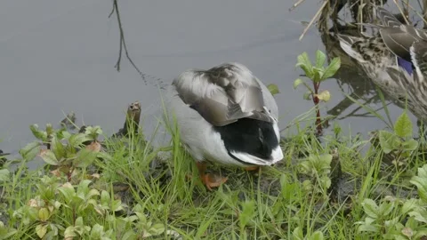 Mallard Duck Wagging Tail Feathers at Riverbank Vídeos de archivo 334853321