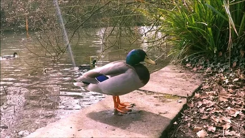 A mallard duck walking away behind a bush Stock Footage 77863864