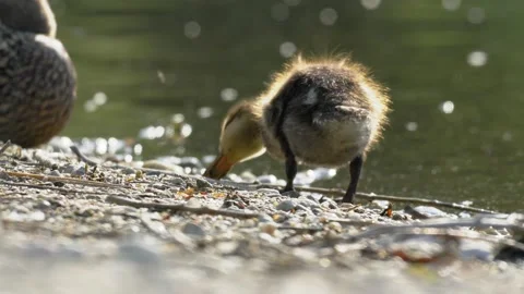Mallard Duck Walking Away from Camera on Lake Shore - 4K Slow Motion Vídeos de archivo 335259892