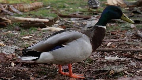 Mallard duck walking Video stock 130354040