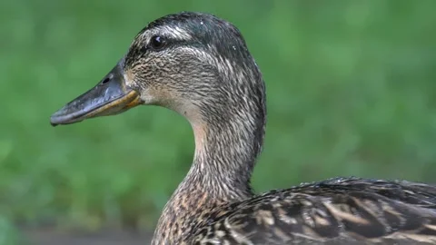 Mallard Duck Walking in Rain - 4K Wildlife Slow Motion Shot Stock Footage 336692864