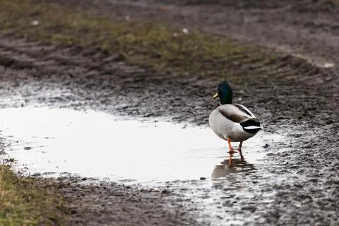 Mallard duck walking through a puddle Stock Photos