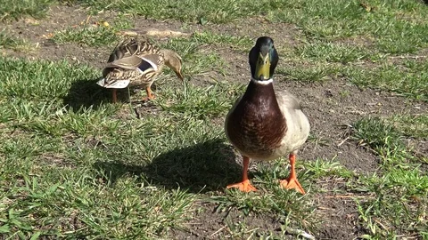 Mallard duck walks toward camera, quick zoom Video stock 75819938