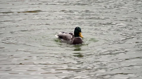 A mallard duck washes itself Stock Footage 319437232
