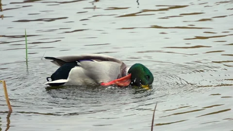 A mallard duck washes itself Stock Footage 319437354