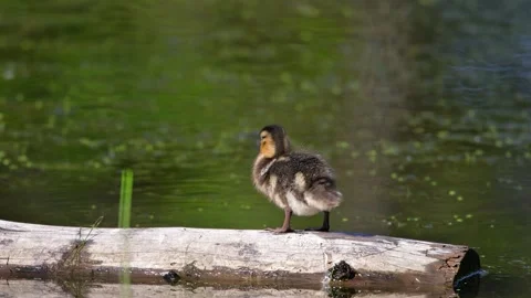 Mallard duckling 스톡 동영상 279320353