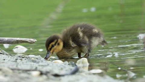 Mallard Duckling Foraging and Drinking from Lake - 4K Wildlife Slow Motion Shot Stock-Footage 336654928