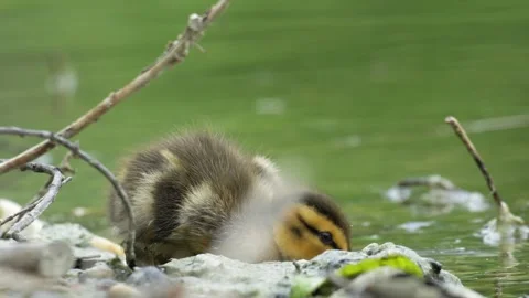 Mallard Duckling Foraging and Drinking with Water Droplet on Beak - 4K Wildlife Stock-Footage 336654967