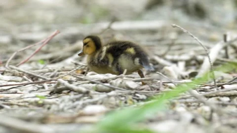 Mallard Duckling Foraging and Walking Quickly - 4K Wildlife Slow Motion Shot Stock Footage 336619909