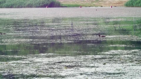 A mallard duckling lagging behind its family catches up with its mother, aga 스톡 동영상 259868026