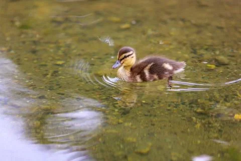 Mallard Duckling Stock Photos