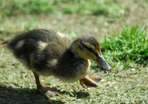 Mallard Duckling Stock Photos