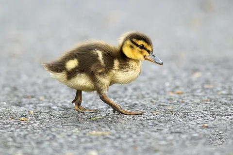 Mallard duckling on walking path. Stock Photos