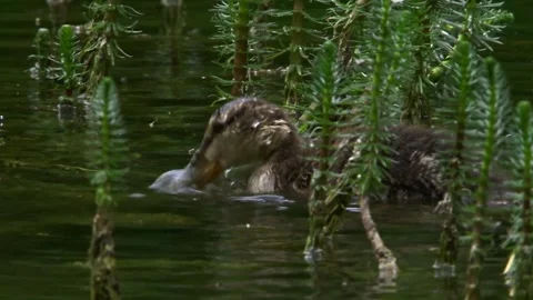 Mallard ducklings dabbling among water plants in wetland Stock Footage 329033980
