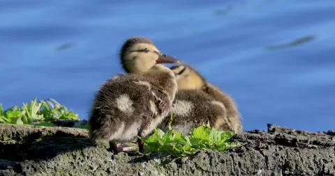 Mallard ducklings. Stock Footage 149012756