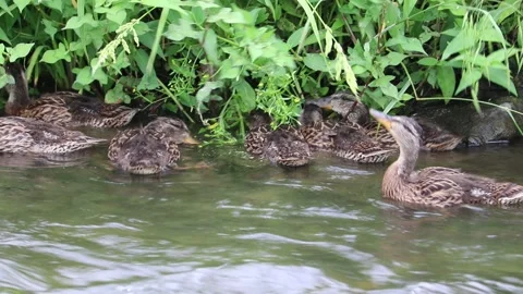Mallard ducklings. Stock Footage 200110008