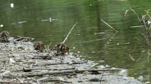 Mallard Ducklings Foraging at Water's Edge - 4K Wildlife Slow Motion Shot Stock Footage 336623709