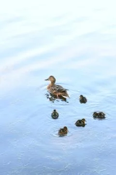 Mallard with ducklings Stock Photos