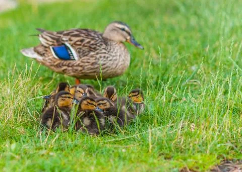 Mallard ducklings Stock Photos