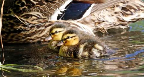 Mallard ducklings Stock Photos