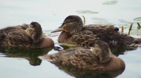 Mallard Ducklings in soft warm light Stock Footage 24702188