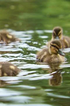 Mallard ducklings swimming in the water. Cute juvenile with fluffy plumage. Stock Photos