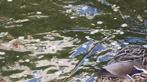 Mallard Ducklings Walking Ashore and Rejoining Their Mother Stock Footage 341621391