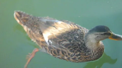 Mallard Ducks 1 Stock Footage 829492