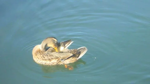 Mallard Ducks 2 Video stock 829497