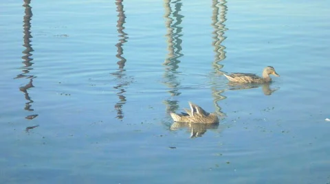 Mallard Ducks 3 Video stock 829498