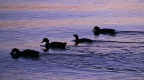 Mallard Ducks 5 스톡 동영상 538149