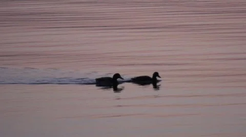 Mallard Ducks 6 Video stock 538148