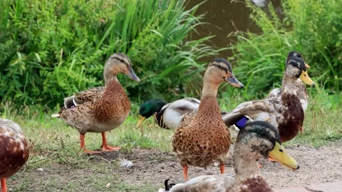 Mallard ducks and seagulls at shore with sound Video stock 246306285