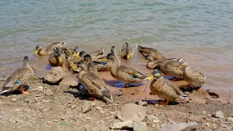 Mallard ducks are feeding with bread in the lake Stock Footage 158837525