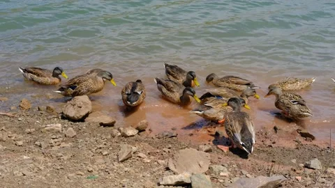Mallard ducks are feeding with bread in the lake. Stock Footage 158837615