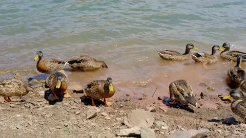 Mallard ducks are feeding with bread in the lake. Stock Footage 158837730