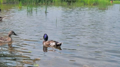 Mallard ducks are floating on the surface of lake. Beautiful summer day. Video stock 186977357