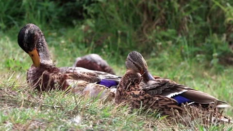 Mallard ducks cleaning their feathers Stock Footage 231093279