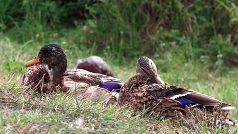 Mallard ducks cleaning their feathers Video stock 246306158