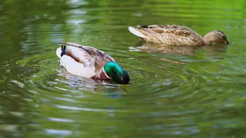 Mallard ducks couple diving under the water for searching food. Slow motion Stock Footage 243108872