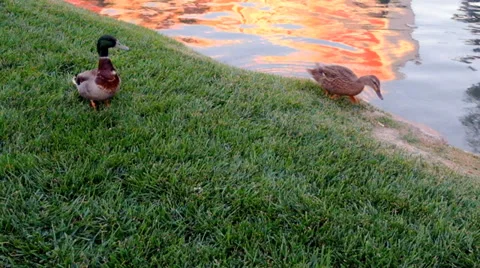 Mallard Ducks Couple Stock Footage 32685804