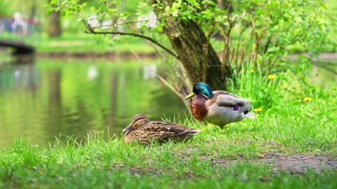 Mallard ducks couple standing in the public park near the lake. Stock Footage 243109042