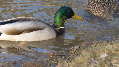 Mallard ducks dabbling - close-up Stock Footage 103047269