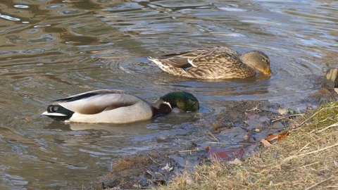 Mallard ducks dabbling - long shot Stock Footage 103047047