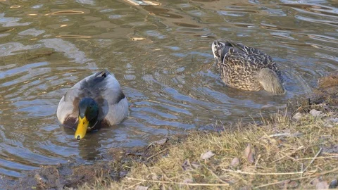 Mallard ducks dabbling - medium shot 4K Stock Footage 103047355