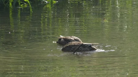 Mallard Ducks Dabbling on Pond with Mayflies - 4K Wildlife Slow Motion Shot Vídeos de archivo 336187010