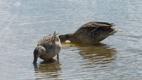 Mallard ducks digging though shallows for food Stock Footage 114180625